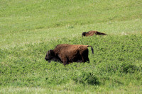 Buffalo Watching