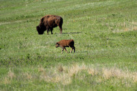 Buffalo & Calf