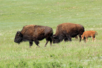 Buffalo Family