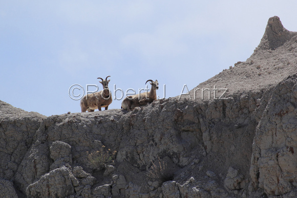 Two Curious Bighorn Sheep