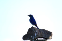 Blue Bird Perch