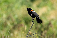 Perched Male Red-Winged Blackbird