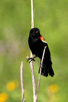 Observant Male Red_Winged Blackbird