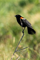 Curious Red Winged Blackbird