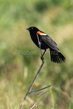 Curious Red Winged Blackbird