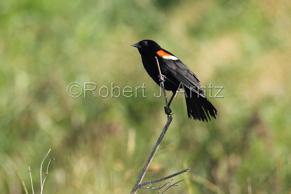 Perched Male Red-Winged Blackbird
