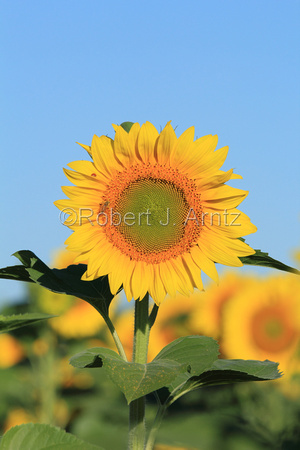 Sunflower with Visitors
