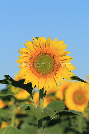 Sunflower Resting Place