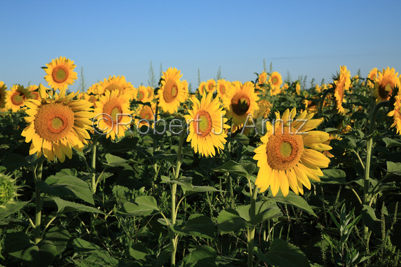 Infinite Sunflowers