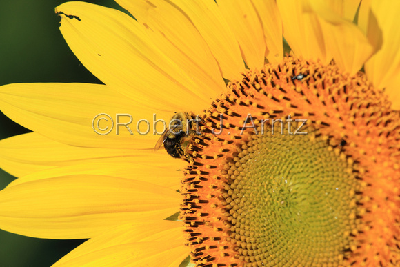Bumble Bee with Sunflower Pollen