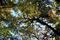 Canopy Above