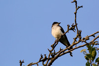 Wary Eastern Kingbird