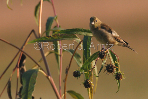 Female Goldfinch Portrait 2