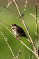 Sparrow on Twig