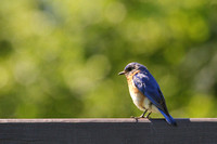 Male Eastern Bluebird Perched on Sign