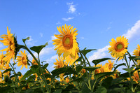 Sunflowers and Blue Sky