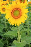 Vertical Sunflower