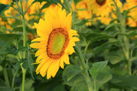 Sunflower Angle