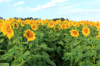 Wide View of Sky and Sunflowers