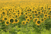 Opposite View of Sunflowers