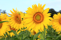 Sunflowers up close