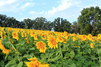 Sunflower Slope