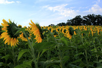 Sunflowers Facing the Light
