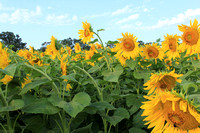 Sunflowers to the Sky