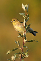 Male Goldfinch Portrait View