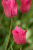 Soft rose colored Tulips