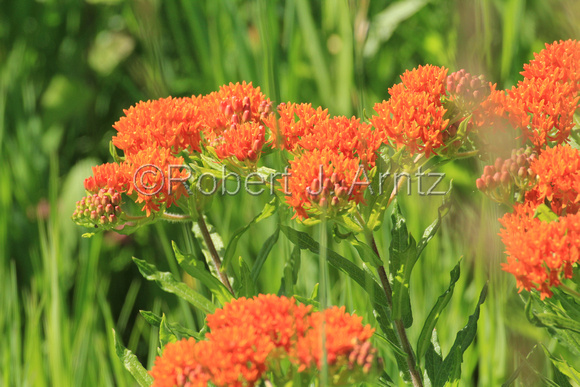 Bright Butterfly Weed