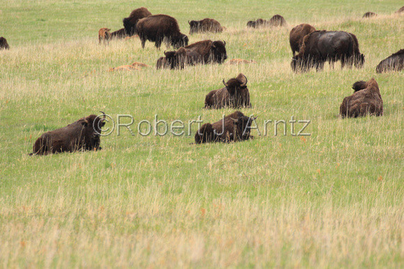 Resting Buffalo
