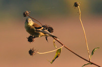 Female Goldfinch Portrait 1