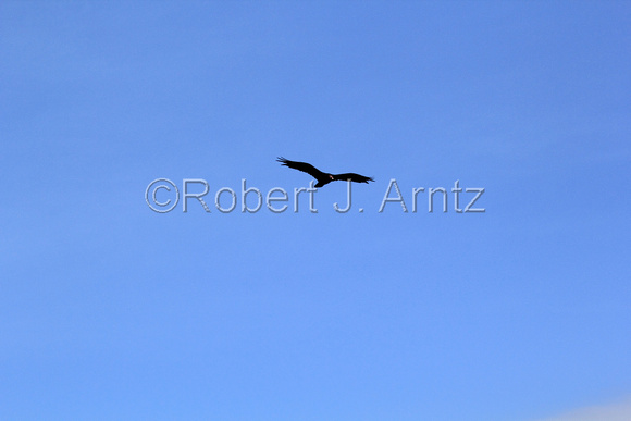 Gliding Vulture