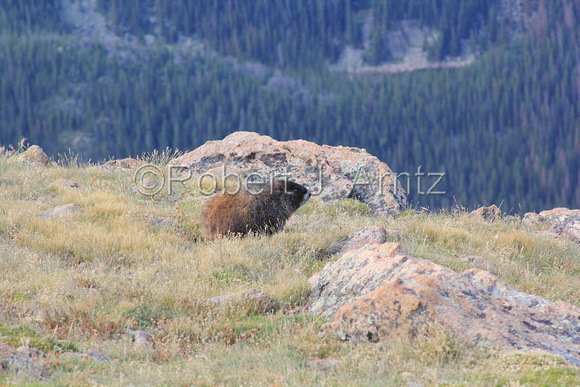 Marmot Watching