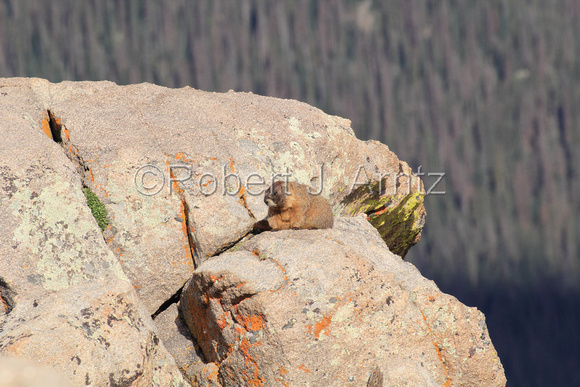 Resting Marmot