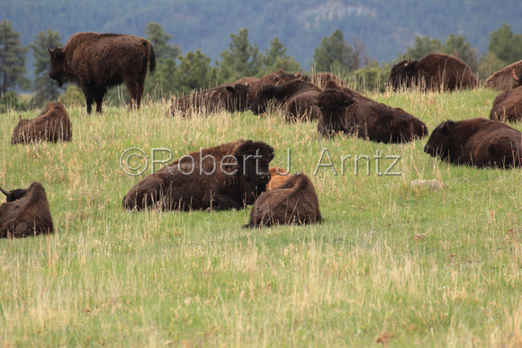 Resting Buffalo Herd