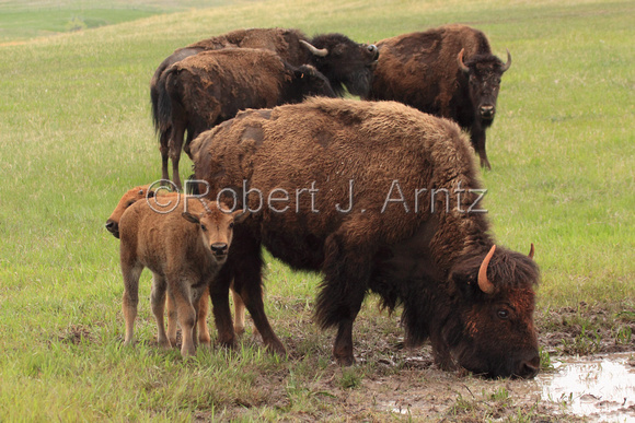 Buffalo Drinking with Calves 18" x12" Print