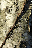 Birch Texture and Vine