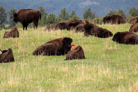 Resting Buffalo Herd