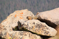 Lounging Marmots