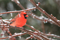 Cool Cardinal