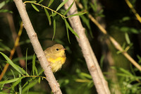 Yellow warbler-2