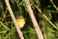 Yellow Warbler-3