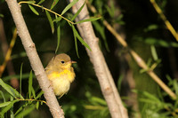Yellow Warbler-5