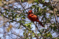 Hiddden Male Cardinal