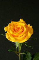 Yellow Rose-1