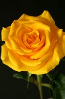 Yellow Rose-2