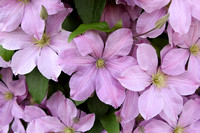 Clematis-5