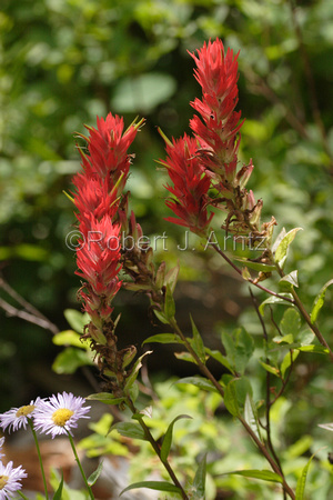 Paintbrush and other Flowers along Taggart Lake Trail